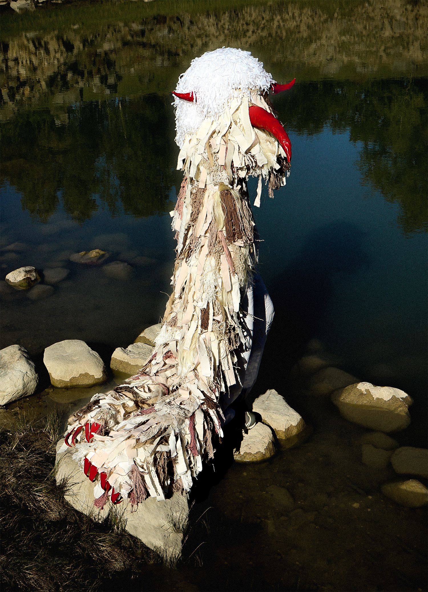 Bird in water. Photo.