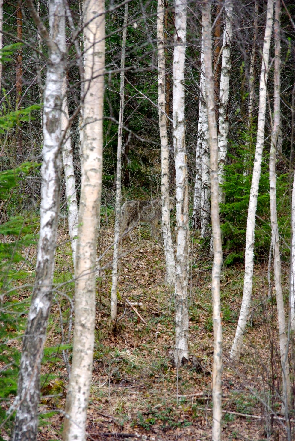Vargar och vildsvin - upplevda ekosystemtjänster och otjänster, projektbild. Foto.
